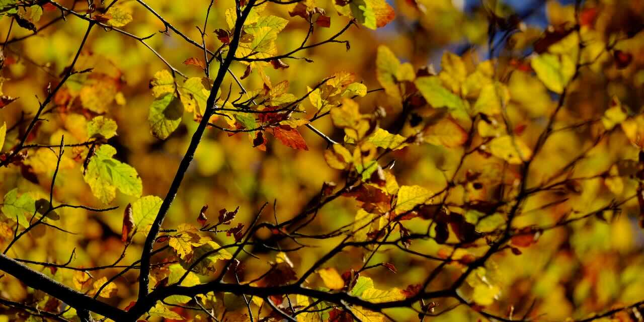 Fête de feuilles (et faon qui a la frousse)