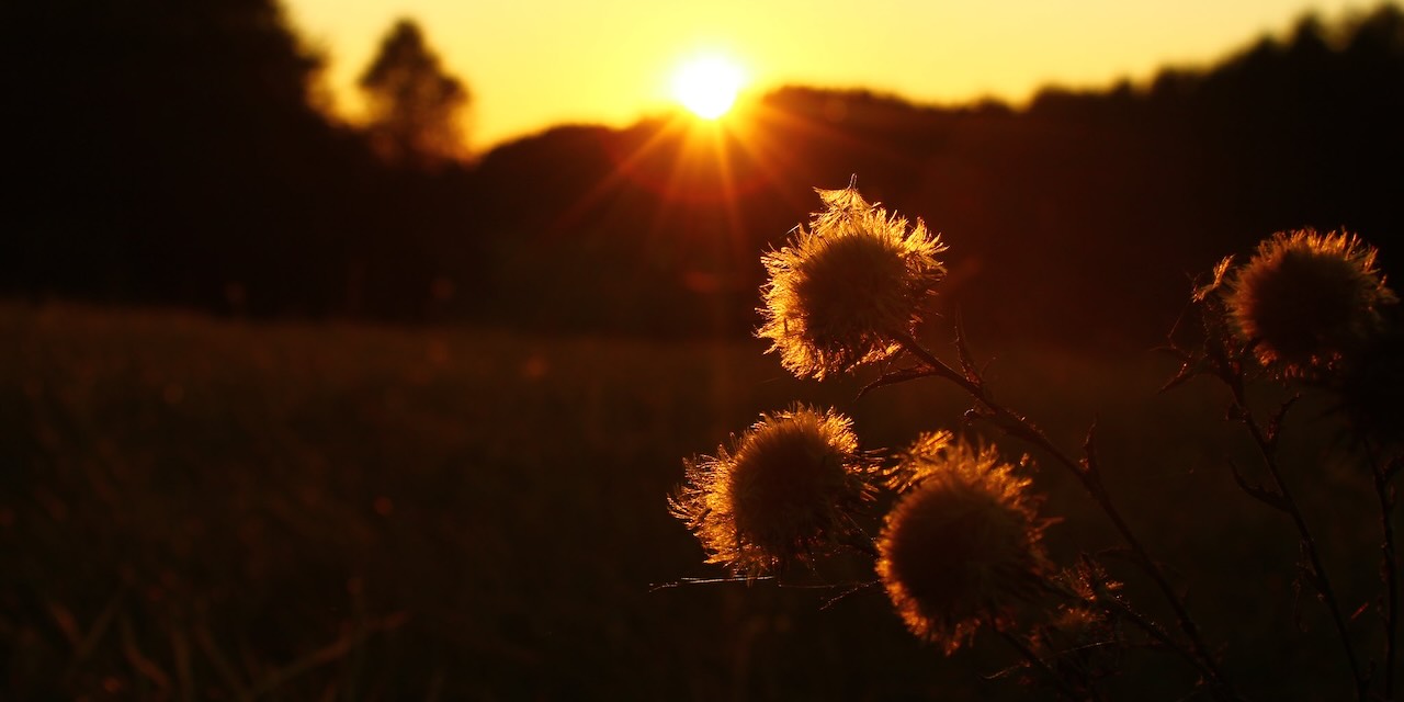 Nous redeviendrons paysans [1988] de Philippe Desbrosses