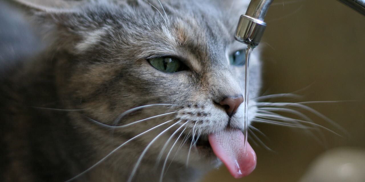 Poesía reunida de Blanca Varela : un exercice d’humiliation préalable (II)